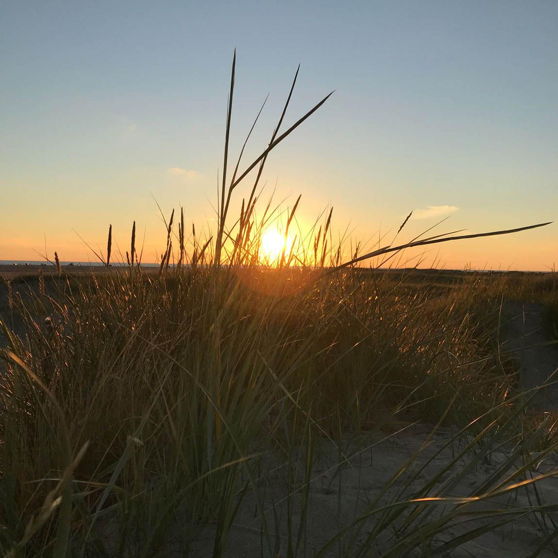 Dünengras mit Sonnenuntergang